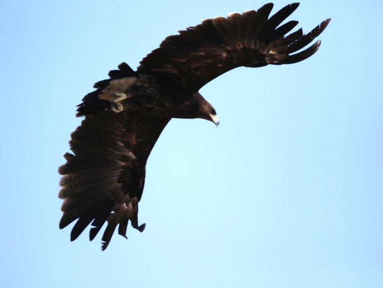 Greater Spotted Eagle-2-1644642437226