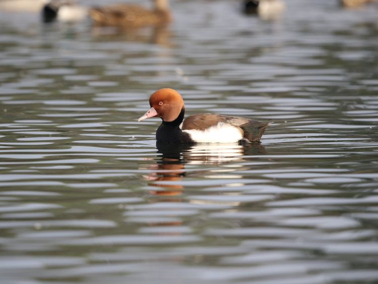 Red-crested Pochard- It is rare migrant to the UAE--1644642421672
