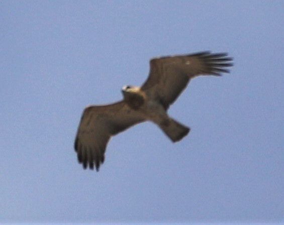 SHORT-TOED Snake Eagle-5 over  Wadi Wyraya National Park-1644642423411