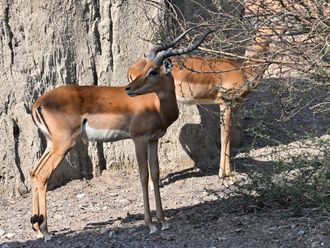 Inside look: Sharjah Safari Park