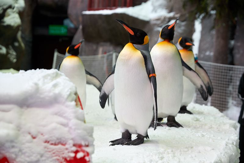 Penguins at Ski Dubai