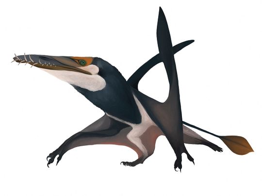 2022-02-22T094527Z_1497547615_RC20NS9EAWHH_RTRMADP_3_SCIENCE-PTEROSAUR-(Read-Only)