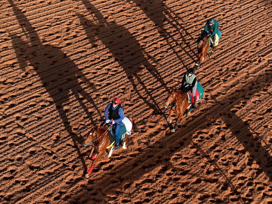 Horses do track work ahead of Saudi Cup