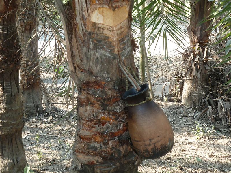 Sweet sap from date palm. Image used for illustrative purpose only