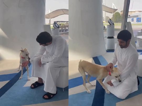 Abused and injured dog makes remarkable recovery under Sheikh Hamdan's care