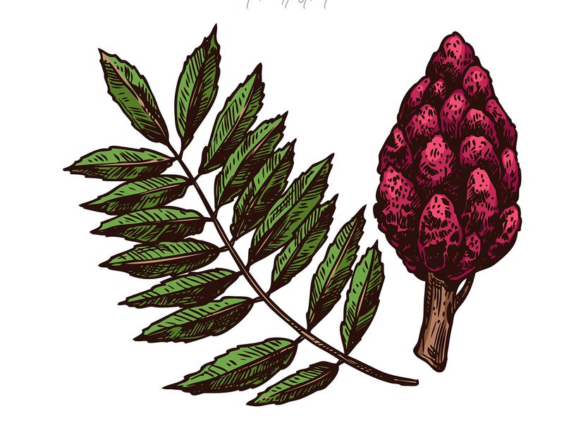 Sumac - these flowering plants have fern-like pinnate leaves, with cone-shaped clusters of white or fuzzy red berries