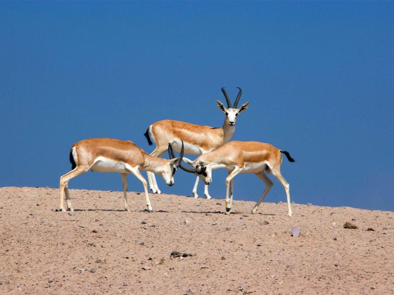 Sir Bani Yas Island – Arabian Wildlife Park