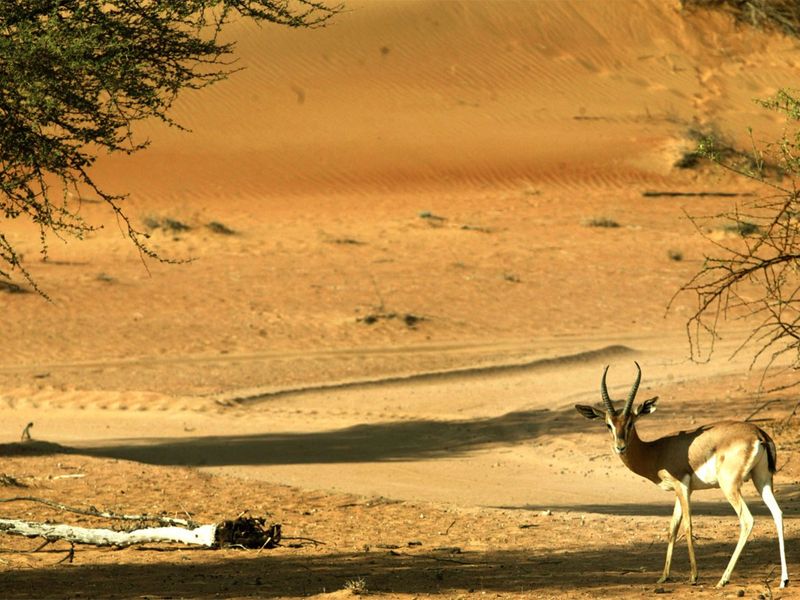 The Dubai Desert Conservation Reserve 