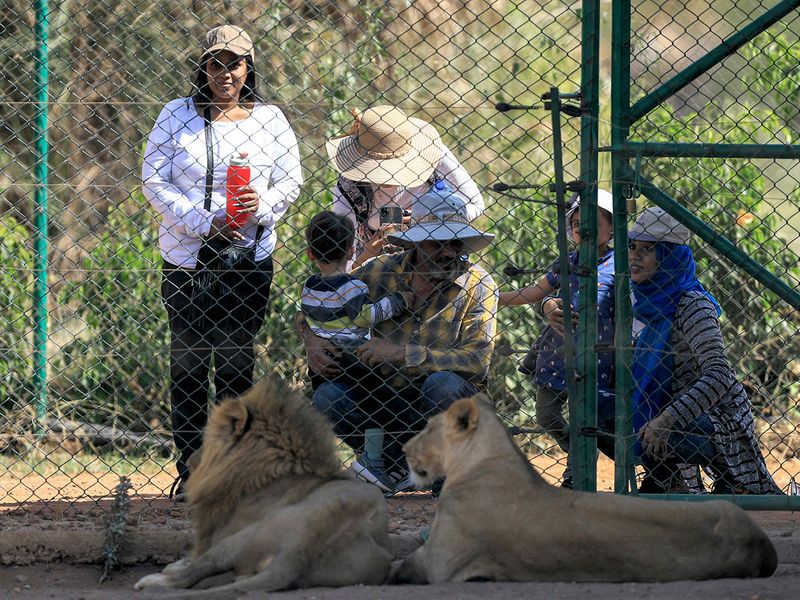SUDAN-ENVIRONMENT-LION