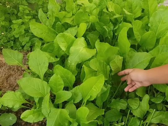 شاهد: ستعلمك هاتان الشقيقتان اللتان تبلغان من العمر 11 و 7 سنوات في دبي كيفية زراعة الخضروات في المنزل