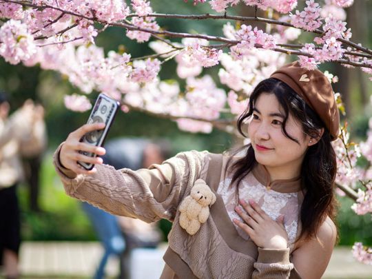 Cherry Blossom Trees In Ashitaka Athletic Park Stock Photo