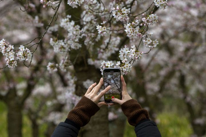 Look: Amazing cherry blossom displays around the world