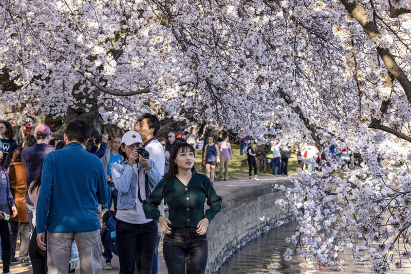Cherry Blossom Trees In Ashitaka Athletic Park Stock Photo