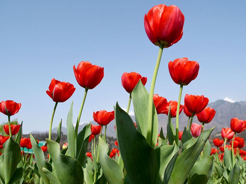 A view of blooming tulips against the picturesque backdrop of mountains at the Tulip Garden, in Srinagar. 