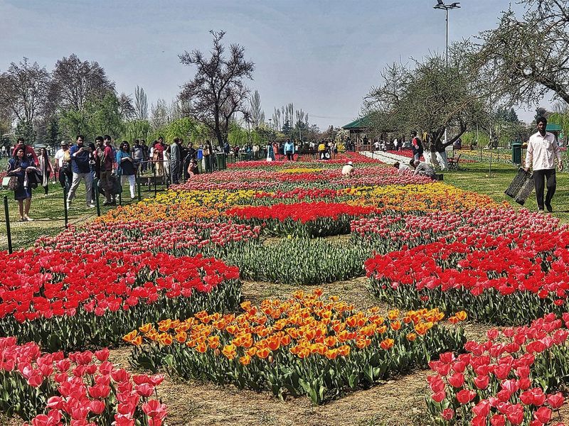 Tulip Garden in Srinagar
