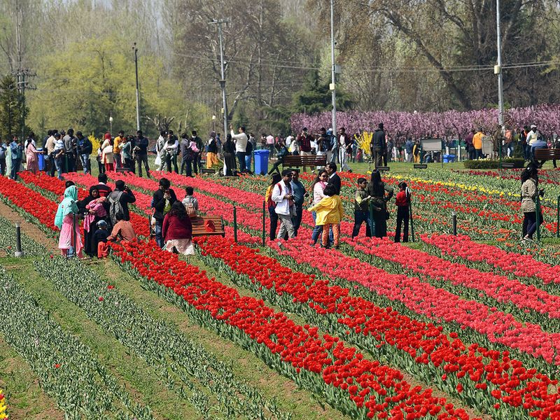 Visitors at Tulip Garden after it reopened for the public, in Srinagar on Wednesday. 
