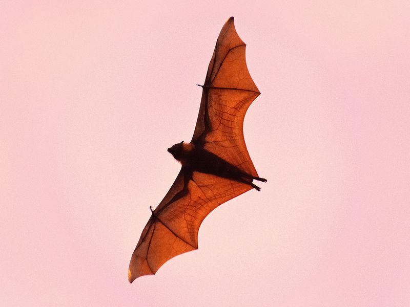 Bat