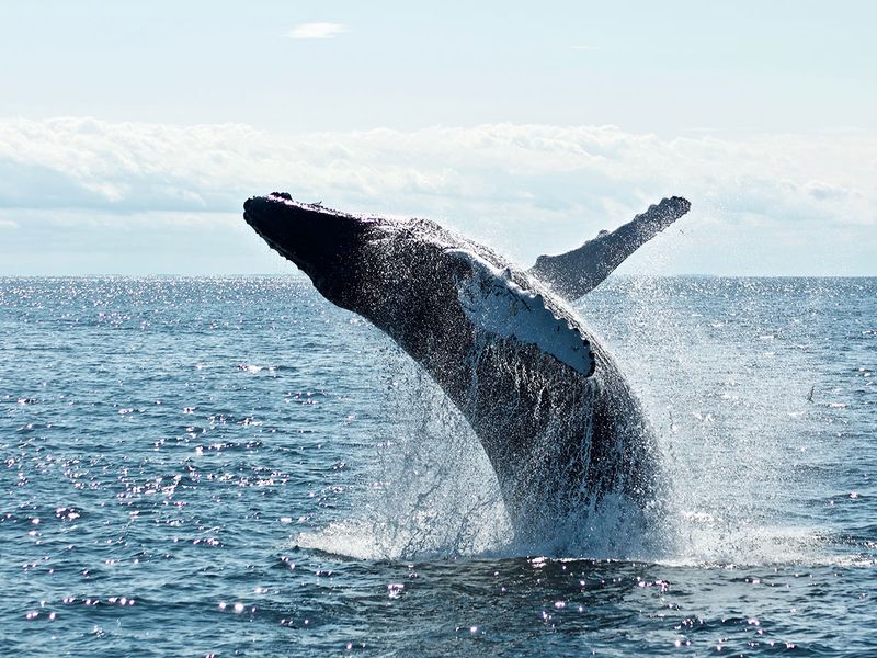 humpback whale