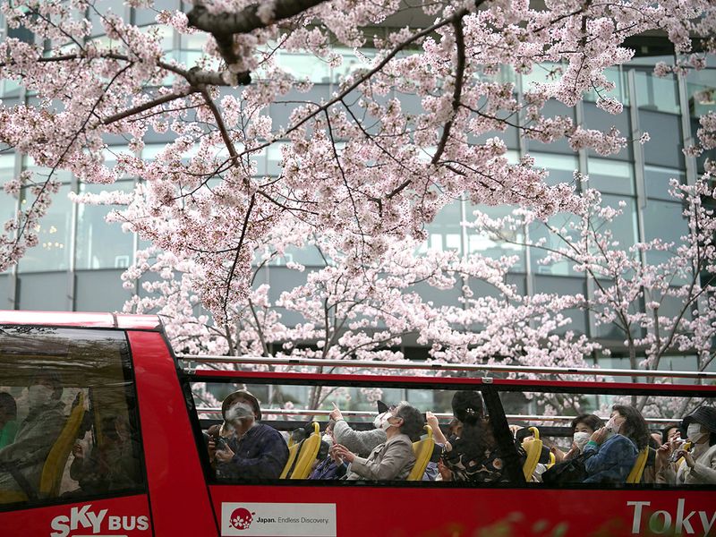 Japan Cherry Blossoms Photo Gallery