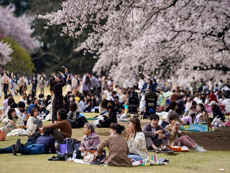 Japan Cherry Blossoms Photo Gallery