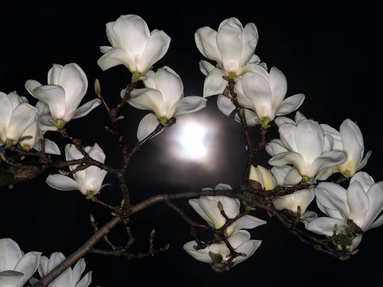 white flowers, moon