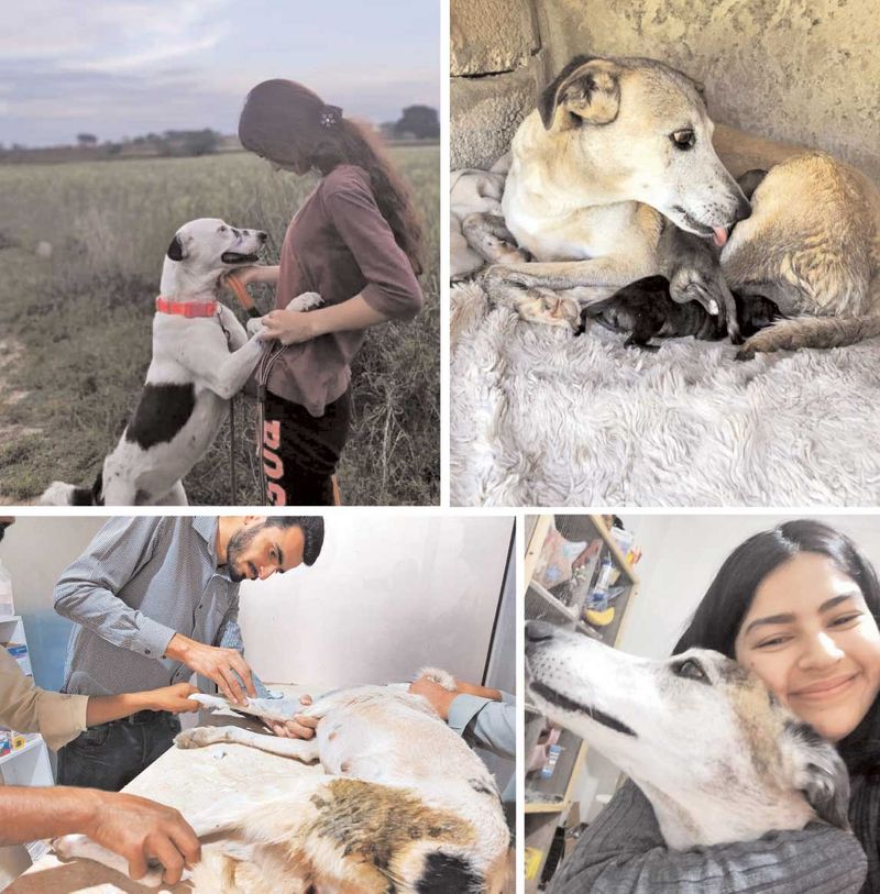 Dog rescue Pakistan