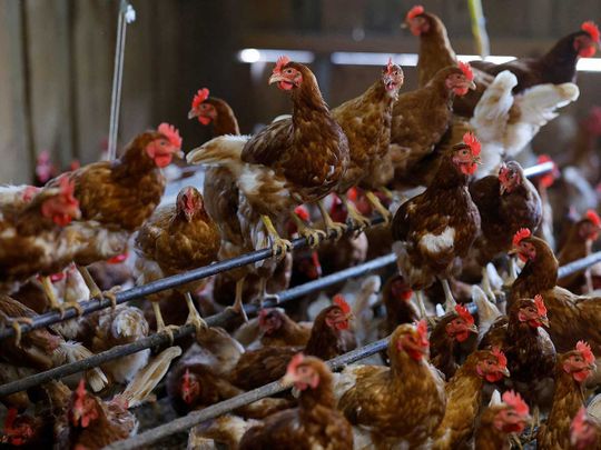 organic poultry farm in Corcoue-sur-Logne