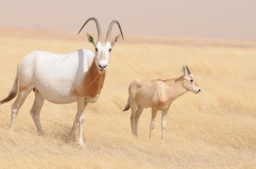 Abu Dhabi successfully translocates oryxes, antelopes to wildlife reserve  in Chad | Uae – Gulf News