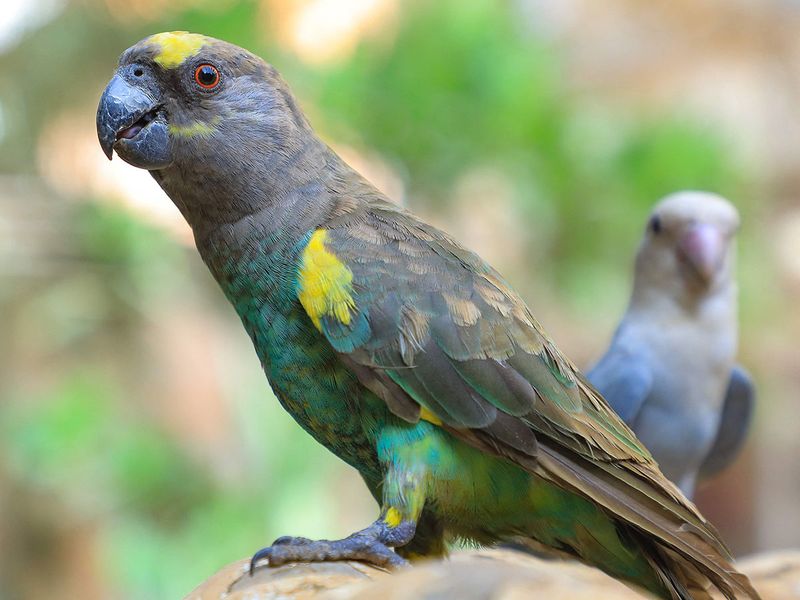 SUDAN-NATURE-RESERVE-BIRDS