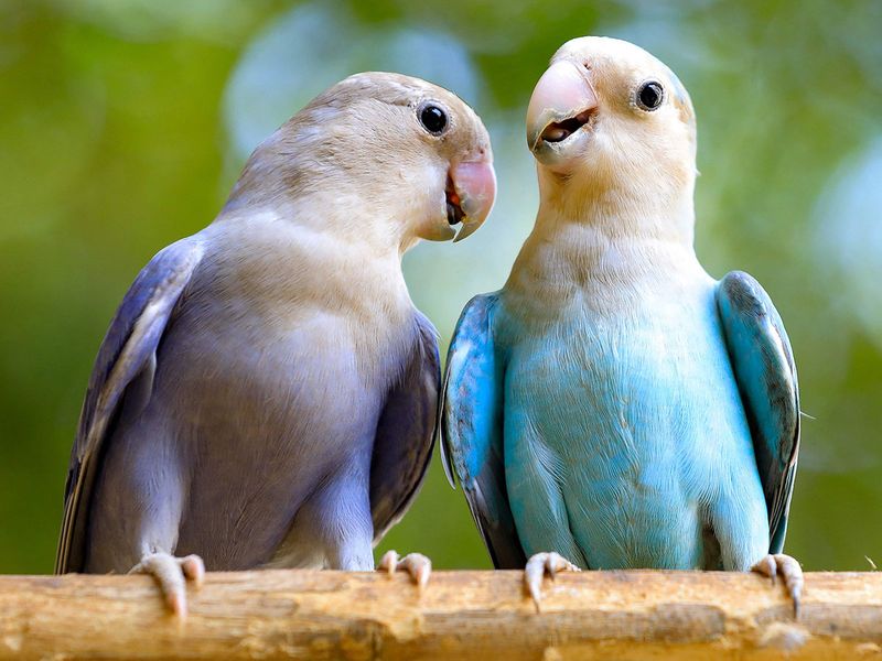 SUDAN-NATURE-RESERVE-BIRDS