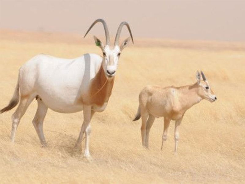 Translocating endangered animals right move by Abu Dhabi 