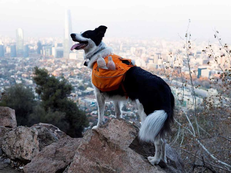 Border Collie dog named Sam is pictured as it searches garbage for keeping clean the metropolitan park (Parquemet) in Santiago, Chile. 