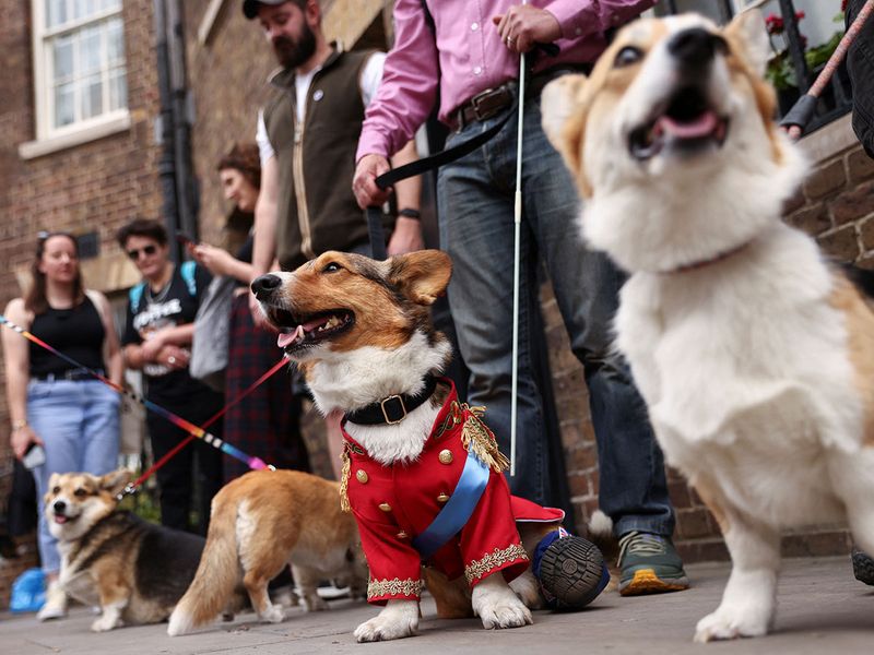Corgi dogs and their owners take part in a Corgi dog Parade organised by the UK Corgi Club and Great Corgi Club of Britain.