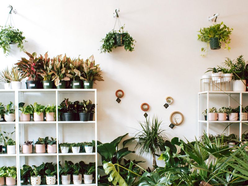 vertical garden shelf for plants