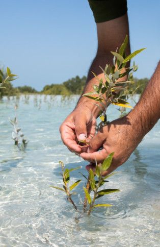NAT Mangrove planting-1654837264425