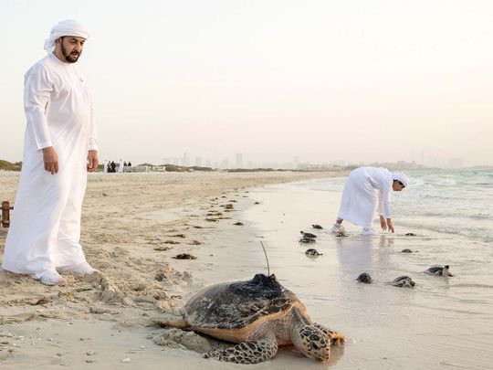 hamdan bin zayed turtle