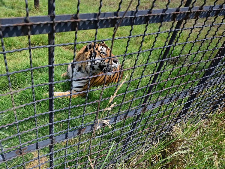 Far from home, new chance in Mexico for Frida the rescued 'pet' tiger |  Offbeat – Gulf News