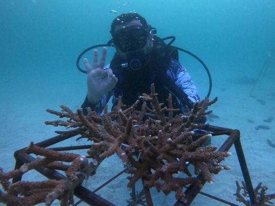 emirates-draw-coral-polyp-plantation-sucess-1655890937691