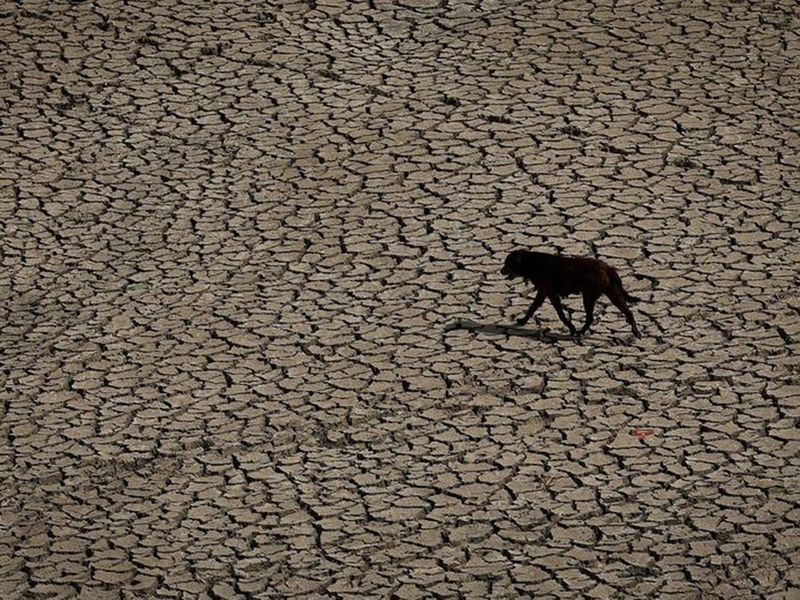 A dog walks through an almost dry river bed of Yamuna on a hot summer day in New Delhi, India. 