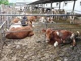 Cows in the farm of Lyubov Zlobina, in the village of Mala Rohan, near Kharkiv. 
