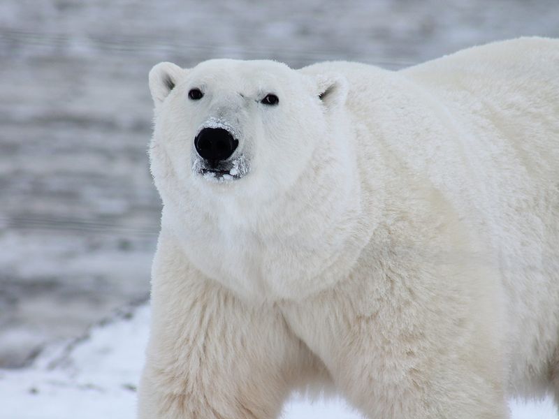 Polar white bear 