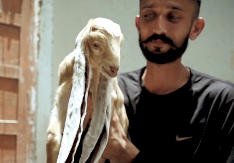 Pakistani baby goat Simba with its owner Hassan Narenjo. Screenshot - Dialogue Pakistan-1656943630497