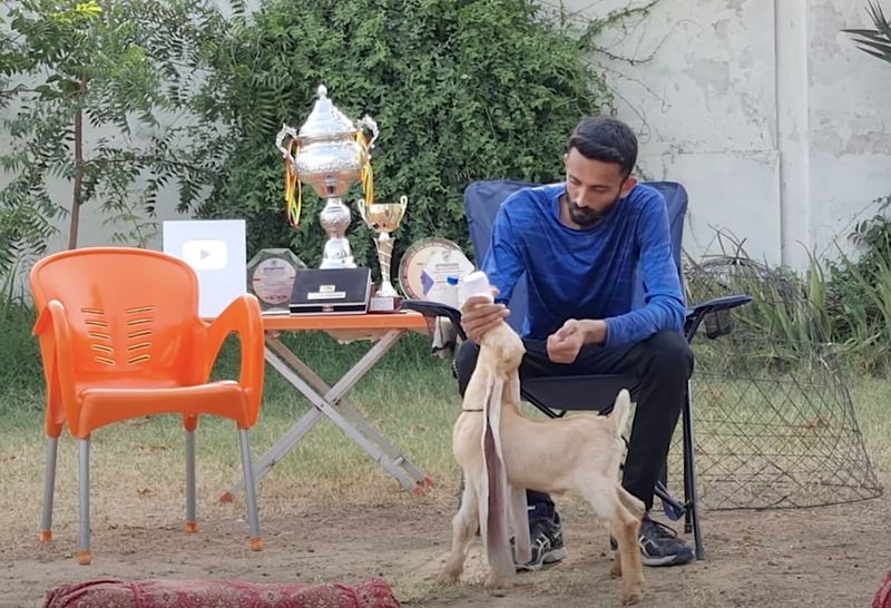 Simba, the rare Pakistani baby goat, has won local goat competitions too. Image Credit - Narenjo Farms-1656943632323