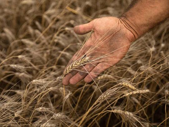 A farmer holds an ear of wheat in a field during harvest in Polykastro, Greece. 