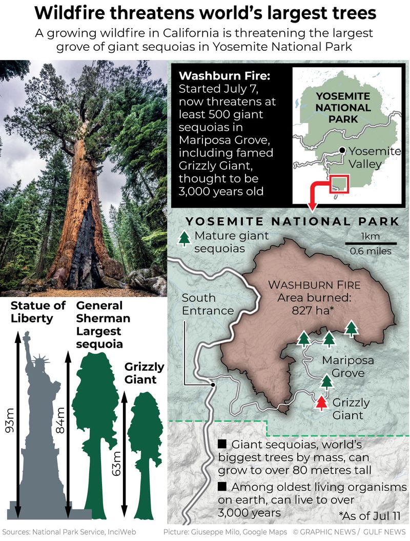 Wildfire threatens world’s largest trees