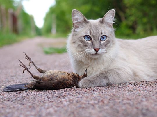 Polish scientific institute classifies cats as alien invasive species