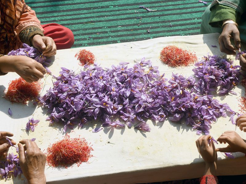 Entire families come together for the saffron harvest
