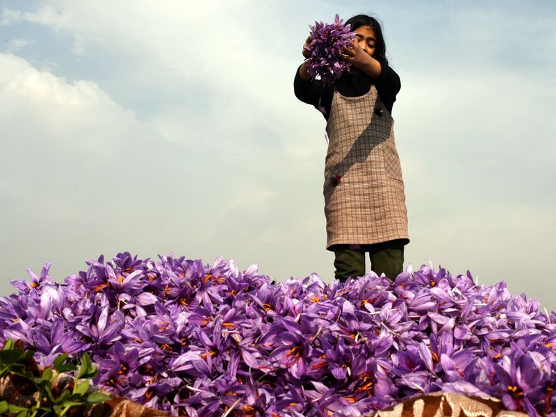 Purple-hued Kashimiri saffron flowers being harvested