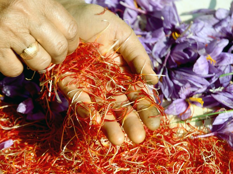 Stigmas being separated from the saffron flower
