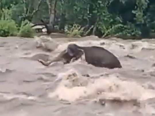India: Wild elephant saves itself after fighting overflowing Kerala river for nearly three hours